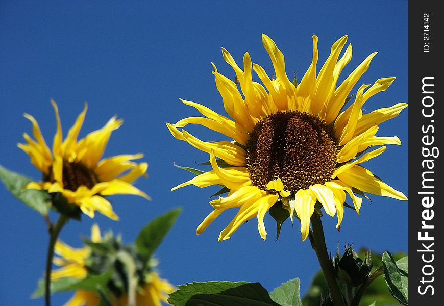 Two sunflowers under a blue sky