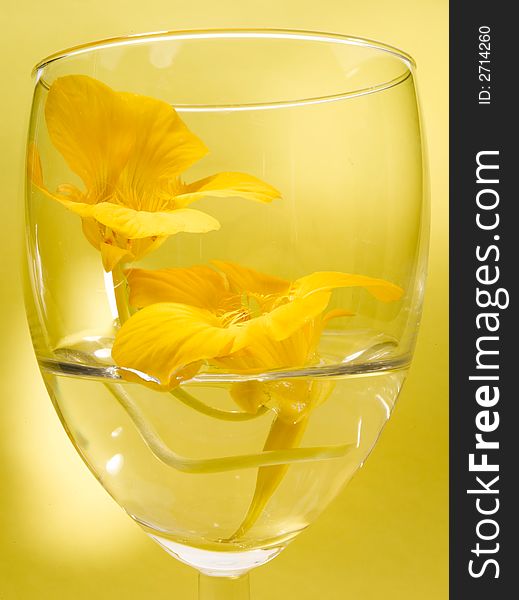 Flower In Glass