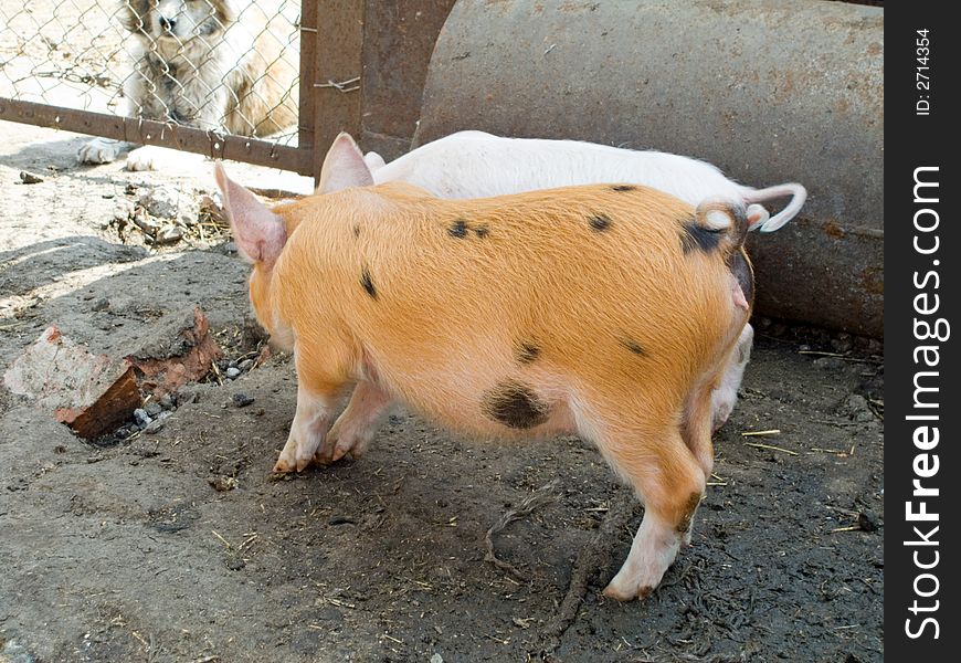 The white pig and the red pig on a farmyard look at the dog. The white pig and the red pig on a farmyard look at the dog