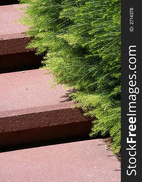 A photo of ferns on steps in the sunlight. A photo of ferns on steps in the sunlight...