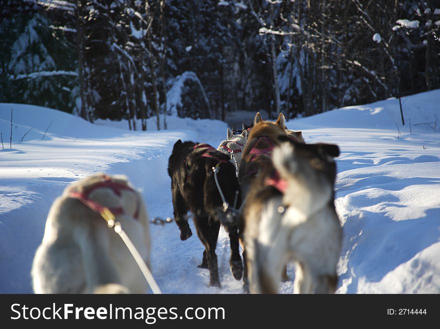 Winter and dogs in Quebec, Canada