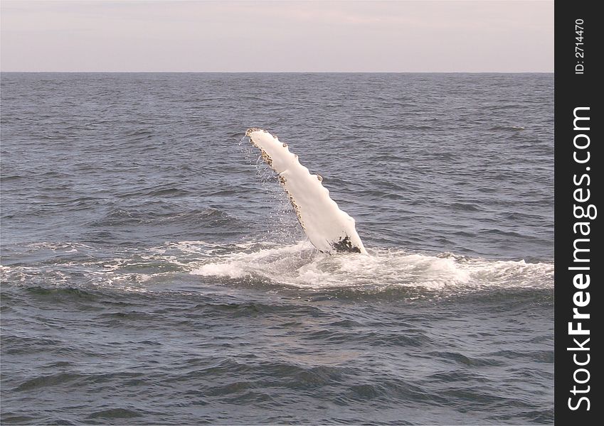 Water dripping from the flipper of a humpback whale off the coast of new england. Water dripping from the flipper of a humpback whale off the coast of new england