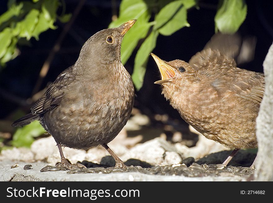 Two hungry european starling and seed sun - flower. Two hungry european starling and seed sun - flower