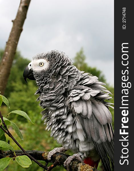 Ruffled up african grey parrot(Psittacus erithacus) sitting on a tree after the rain.