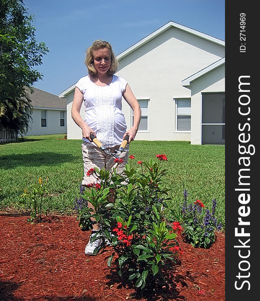 Pregnant woman gardening with shears; flowers in lower foreground. Pregnant woman gardening with shears; flowers in lower foreground.