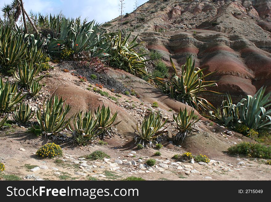 Cactus On Cliffs