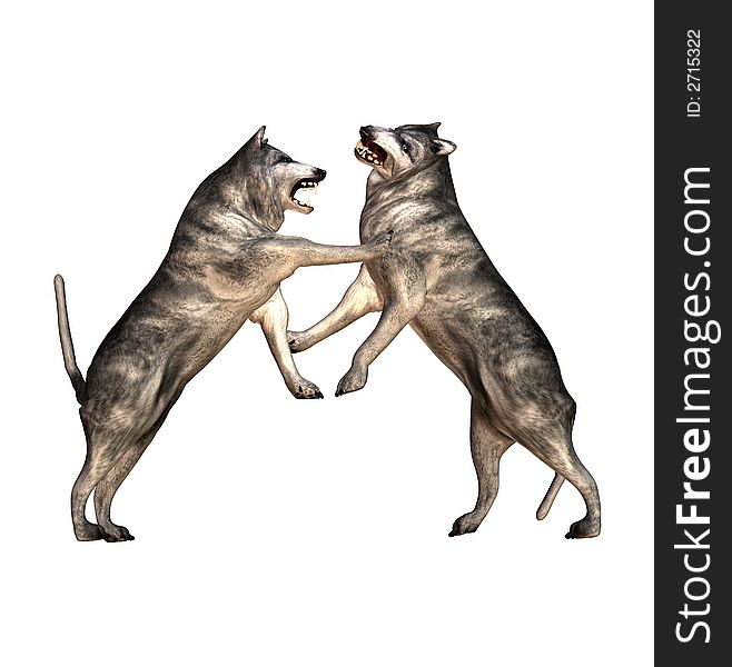 Two wolves fighting each other.isolated white background. Two wolves fighting each other.isolated white background