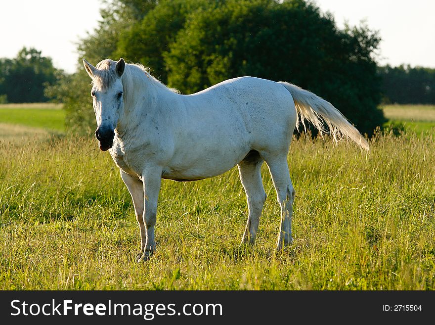 White horse in the grass field