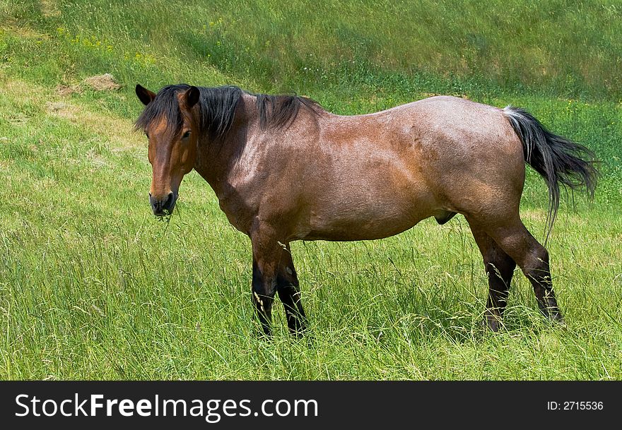 Brown horse in the grass field