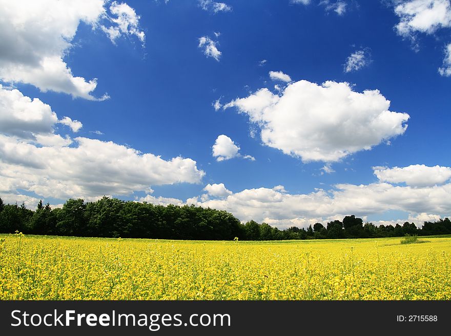 Landscape with yellow flowers. Ukraine.