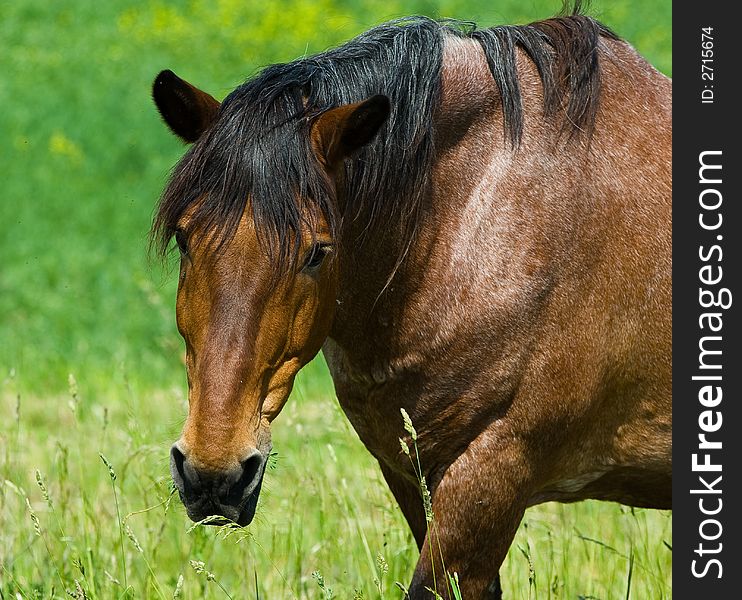 Brown horse portrait in the grass field