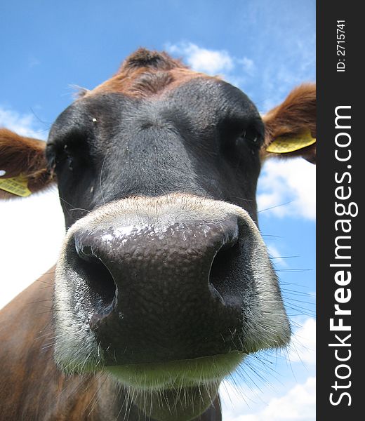 Jersey cow gives a sweet lick. Jersey cow gives a sweet lick