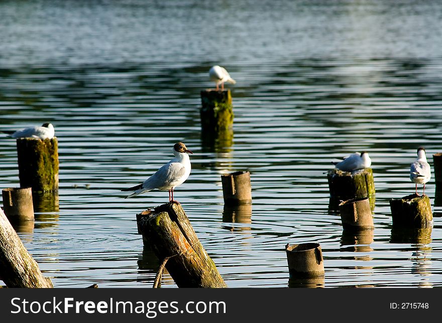 A terns population on the lake