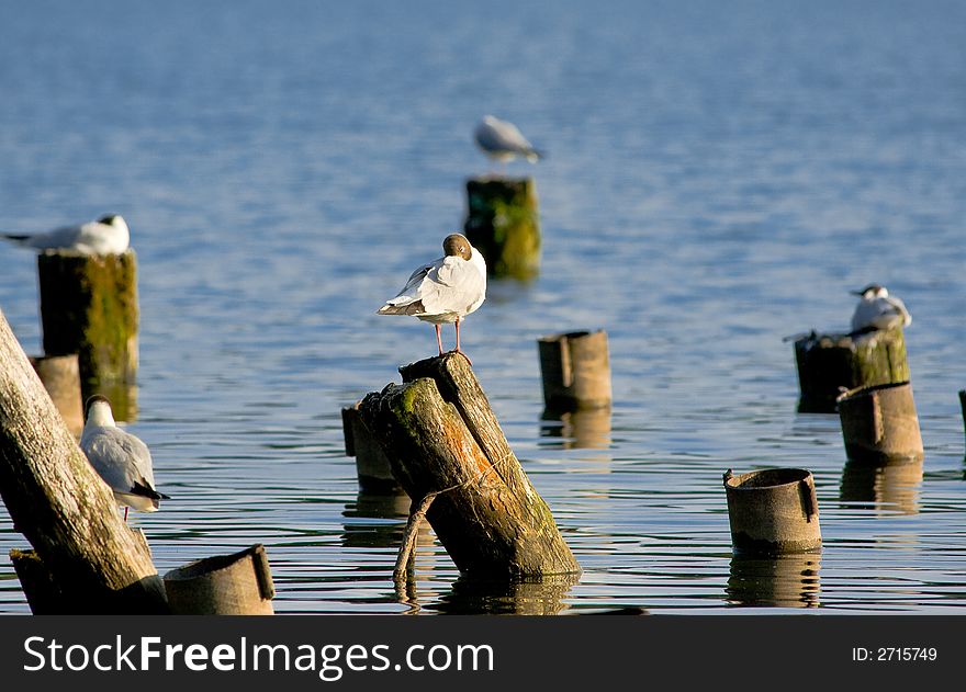 A sleeping terns population on the lake