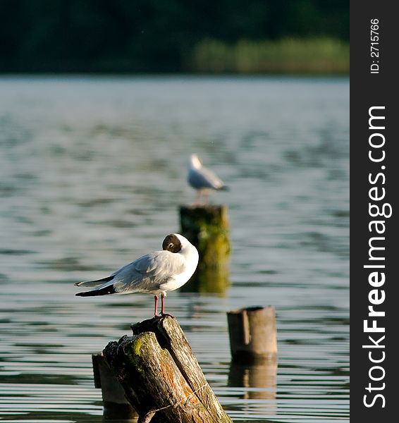 A sleeping terns on the lake