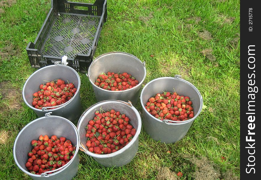 Spring harvest of wild strawberries