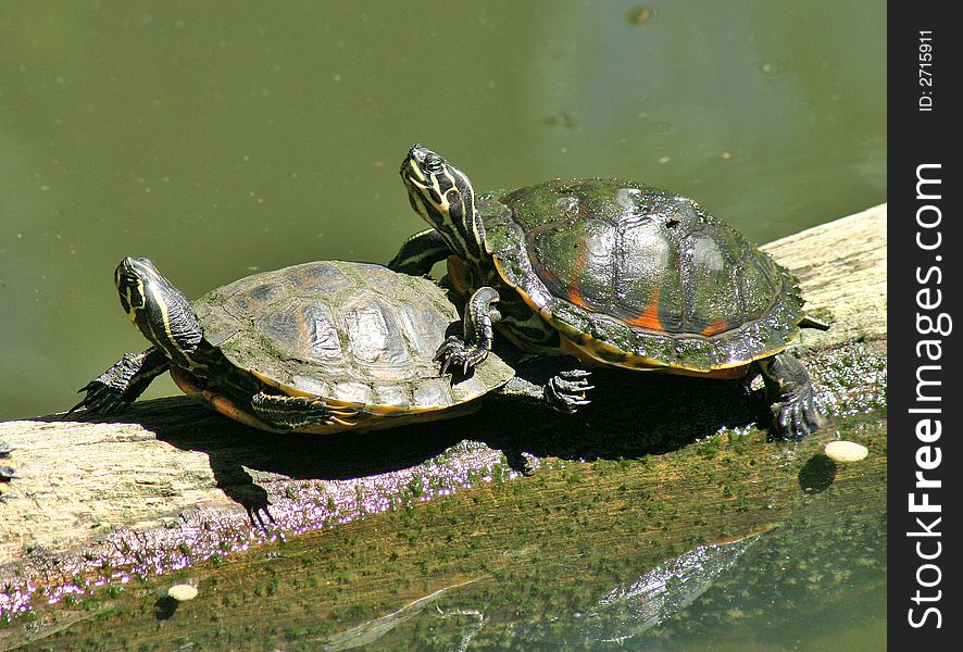 Amorous Turtles