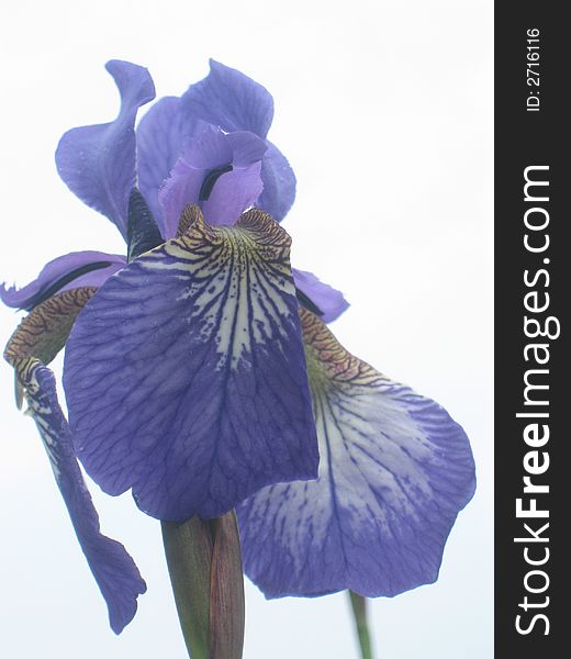 Purple iris bloming in spring