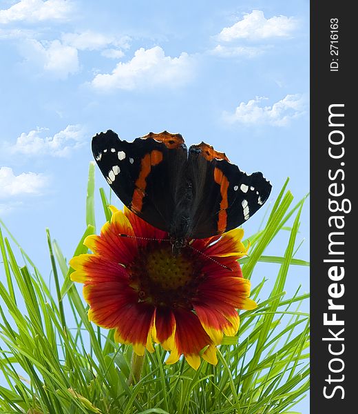Red Admiral butterfly on a blanket flower in grass with a cloudy sky. Red Admiral butterfly on a blanket flower in grass with a cloudy sky