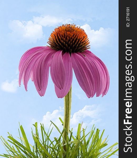 Coneflower in grass with cloudy sky background