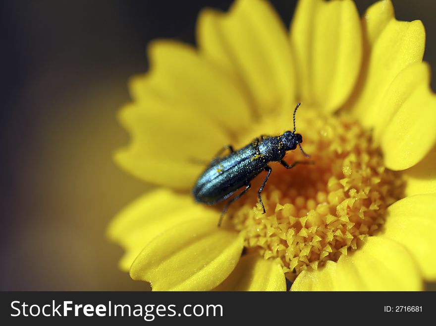 Green Bug In Yellow Daisy