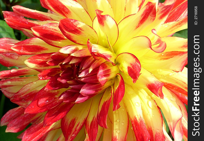 A image of a close up of Dahlia flower.
