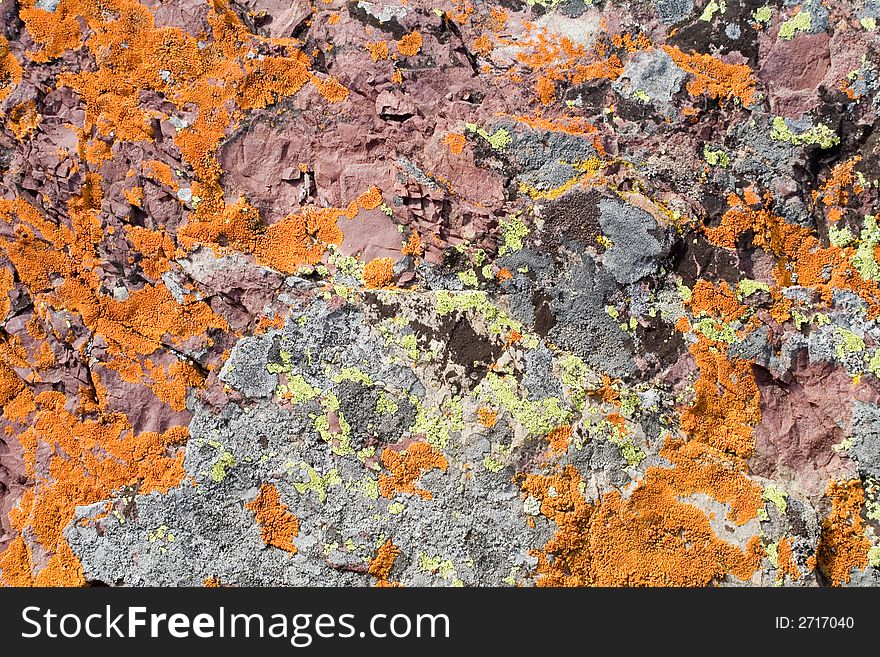 A rocky surface with mold on it of multiple colors. A rocky surface with mold on it of multiple colors