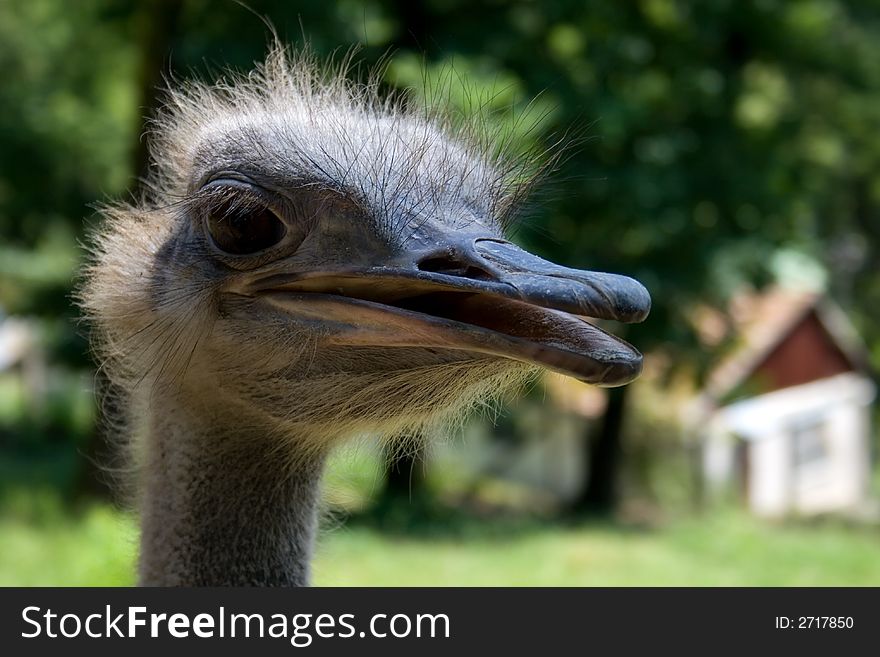 Ostrich smiling to the camera. Ostrich smiling to the camera