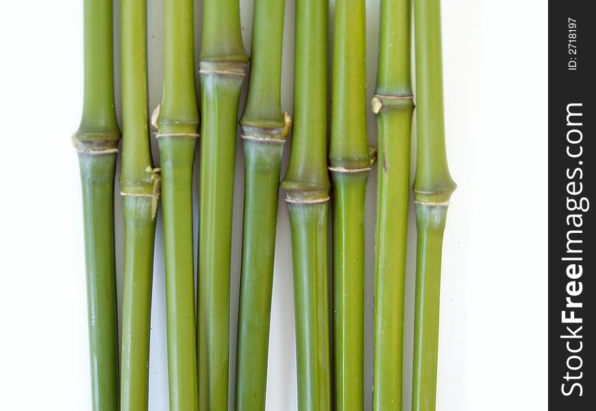 Fresh green bamboo canes line