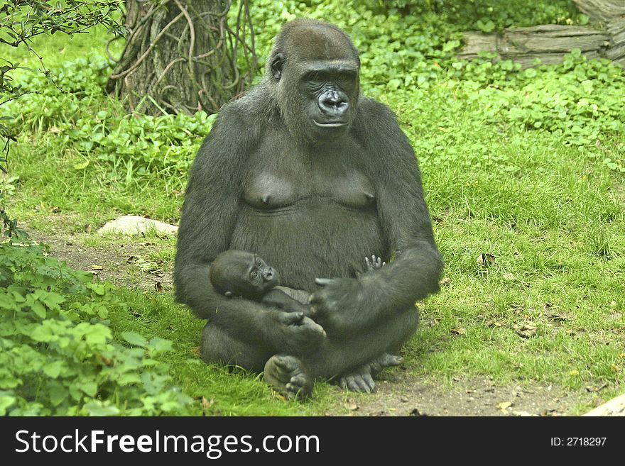 Mother gorilla sitting holding her baby. Mother gorilla sitting holding her baby