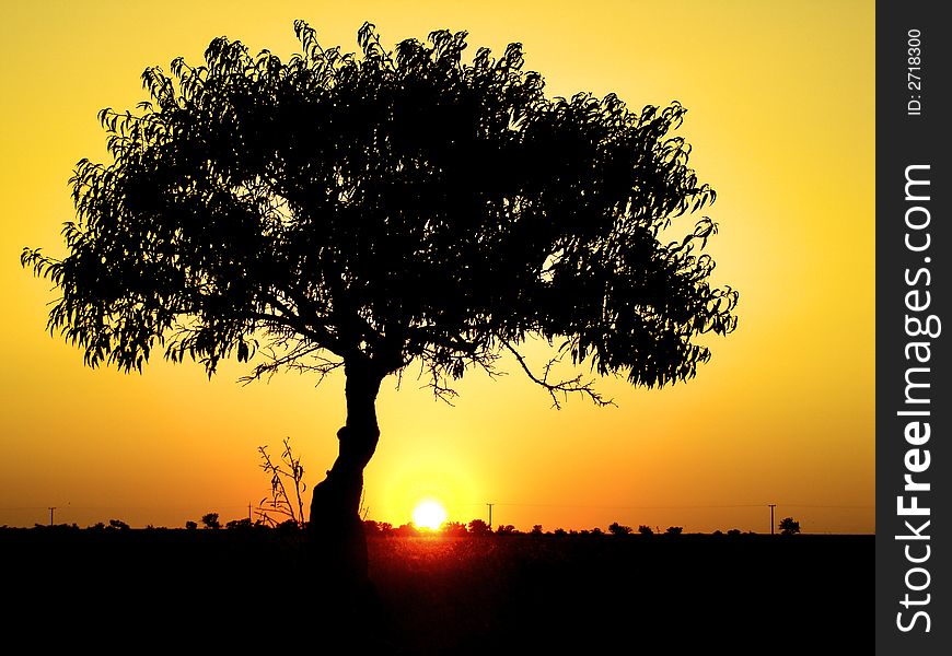 Lonely tree on a field in the evening