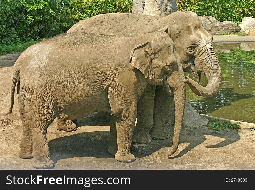 A pair of brown elephants walking side by side. A pair of brown elephants walking side by side