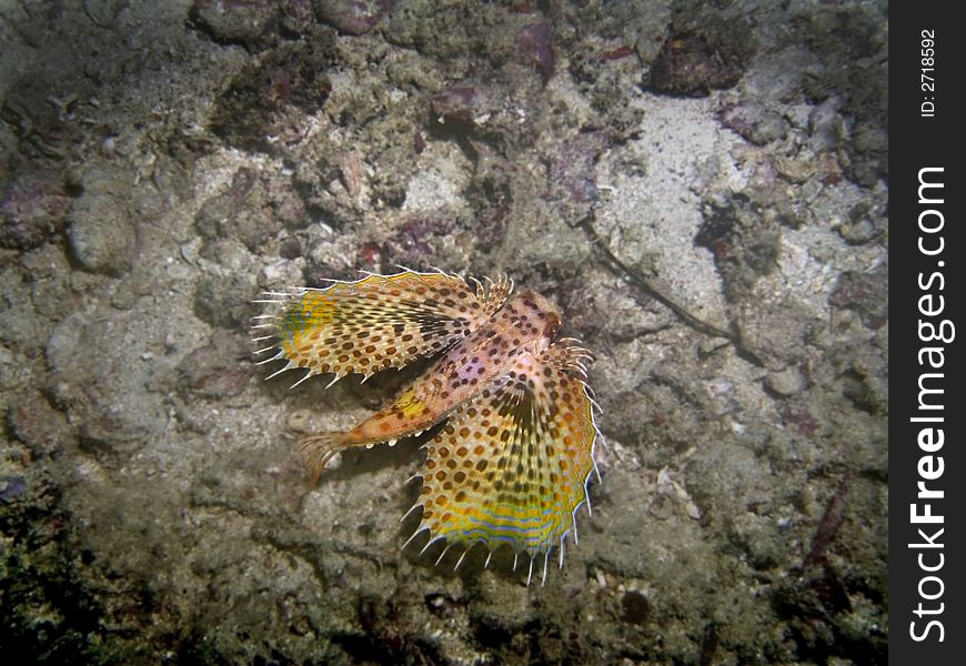 Dactyloptena orientalis - This fish can walk on the sea bottom with its finger-like pelvic rays. Dactyloptena orientalis - This fish can walk on the sea bottom with its finger-like pelvic rays.