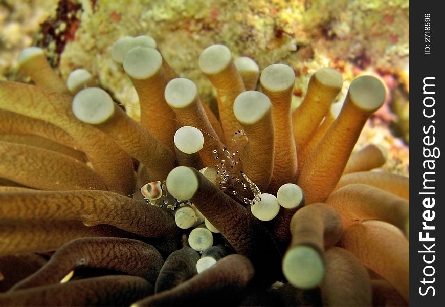 Often found living in an anemone colony, ever ready to clean any fish that require its service. Often found living in an anemone colony, ever ready to clean any fish that require its service.