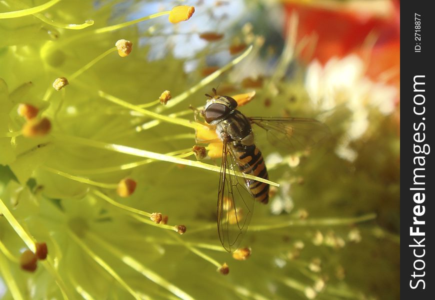 This photo shows a Hoverfly. These flies often look like wasps.