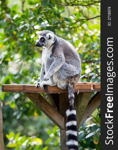 A ring tailed lemur sitting on a feeding table