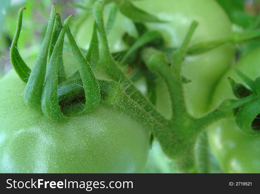 A bunch of fresh organically grown  tomatoes in the garden this summer. A bunch of fresh organically grown  tomatoes in the garden this summer.