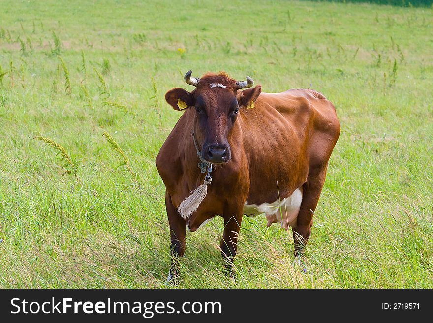 Brown cow on the grass field