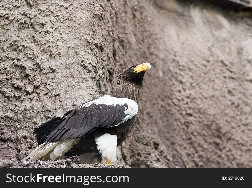 Eagle in the moscow zoo