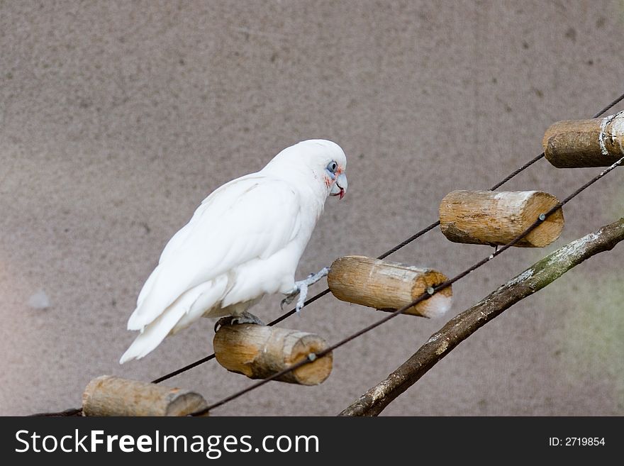 Walking cockatoo in the moscow zoo