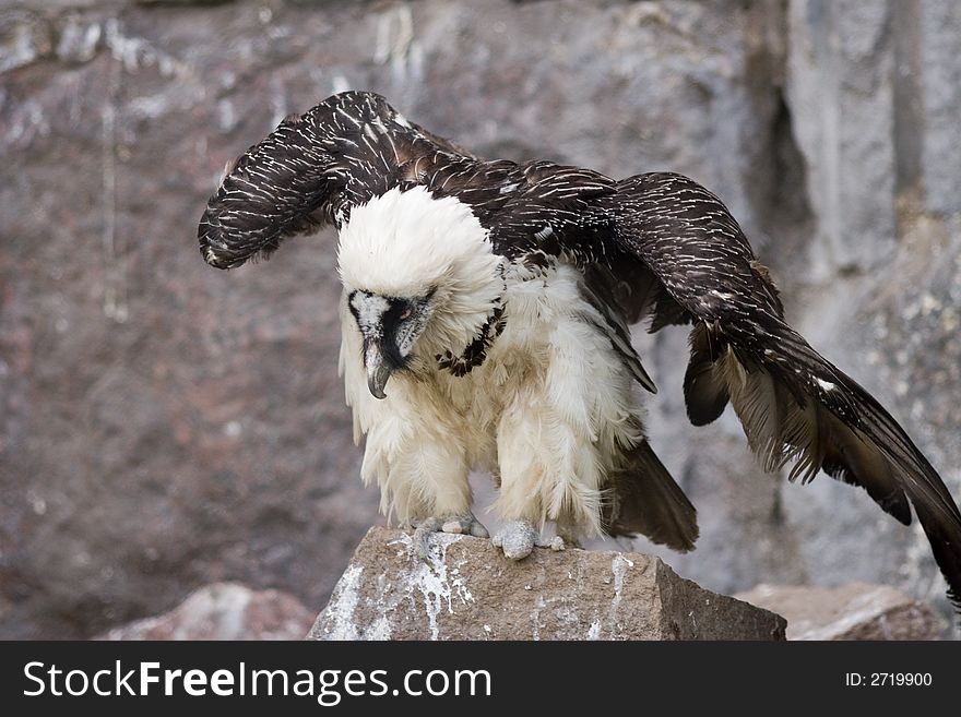 Eagle on the rock in moscow zoo