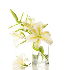 Bouquet Of White Lilies Stock Image