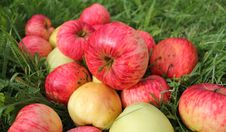 Fallen Red Apples In Green Grass Stock Images