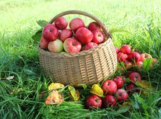 Healthy Organic Apples In The Basket Stock Photography Healthy Organic Apples In The Basket Stock Photography