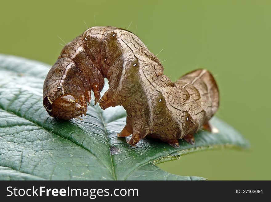 Caterpillar of the dot moth (Melanchra persicariae) on a leaf. Caterpillar of the dot moth (Melanchra persicariae) on a leaf.