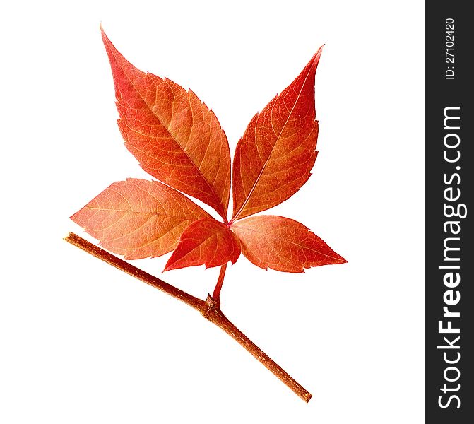 Studio macro isolation of autumnal Virgina Creeper, five-leaved ivy leaf against white background. Studio macro isolation of autumnal Virgina Creeper, five-leaved ivy leaf against white background.