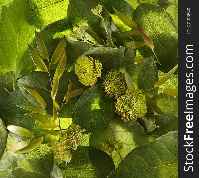 Bright green leaves, flowers background