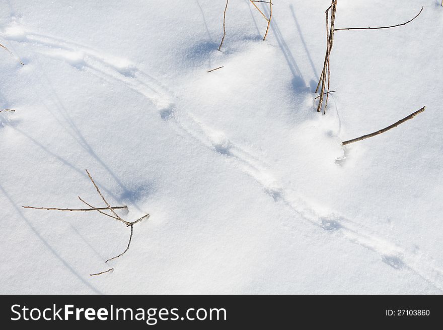 Traces Of The Birds On  Snow