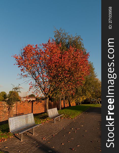 Two steel benches beside a brightly lit red color tree in Manchester. Image No 123. Two steel benches beside a brightly lit red color tree in Manchester. Image No 123