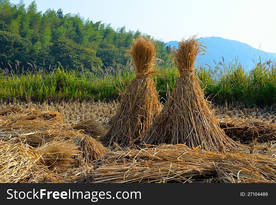 The farmers covered the barn In the field with straw. Scarecrow field, Autumn poems and look at the evil, Shou at harvest. The farmers covered the barn In the field with straw. Scarecrow field, Autumn poems and look at the evil, Shou at harvest.